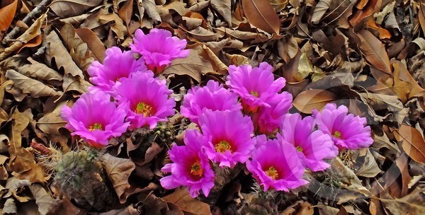 Ladyfinger Hedgehog Cactus Blooms