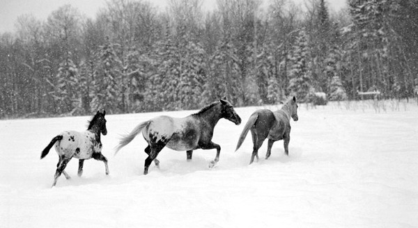Snow Dancers