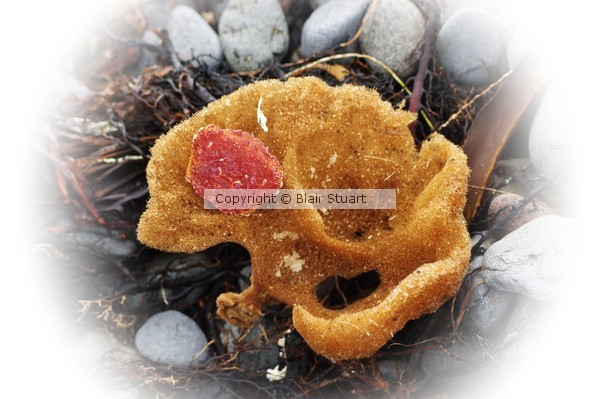 Sea Sponge