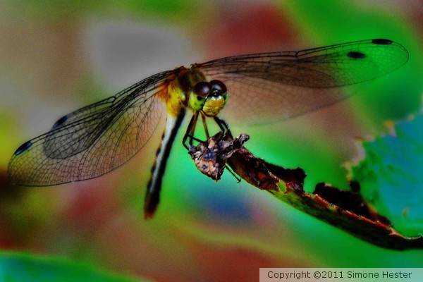 Dragonfly Perch 