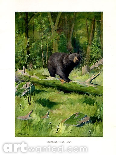 Bear