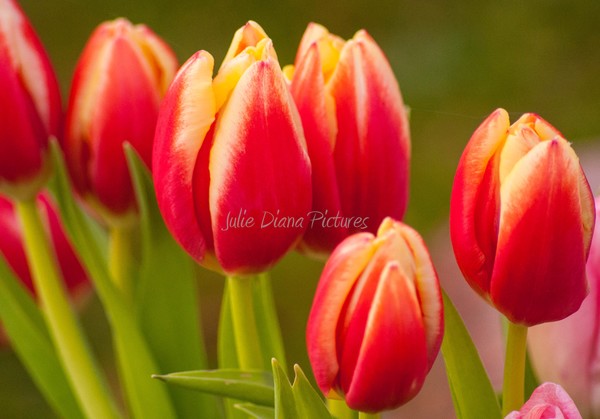 Spring Promise