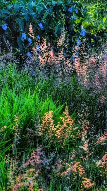 In the garden 