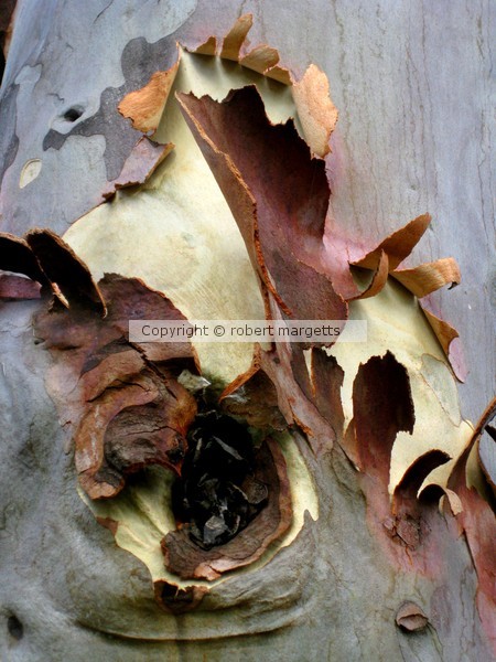 turning a different leaf