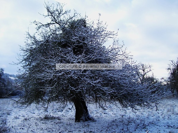 Old Mother Apple tree