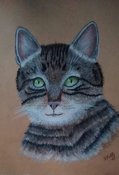 tabby