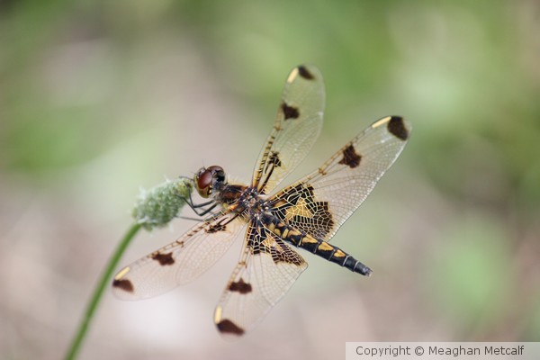 Gold Dragonfly
