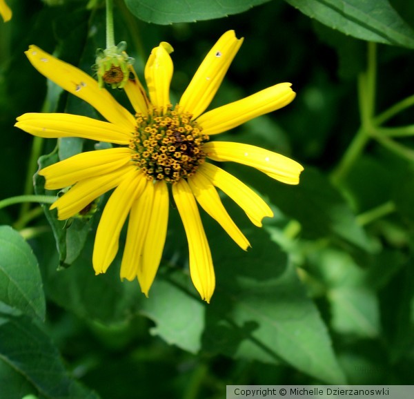 Wild Daisy