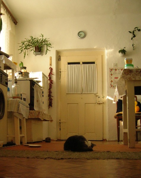 Cat 1