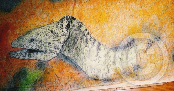 Northern Japan Cold Water eel