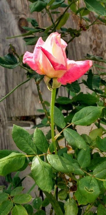 Karen Muro Grandma's rose