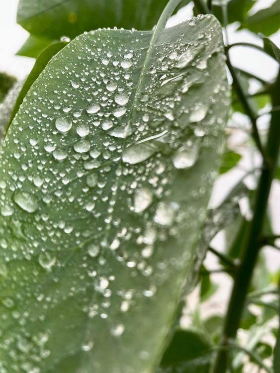 Rain, I LOVE YOU !!