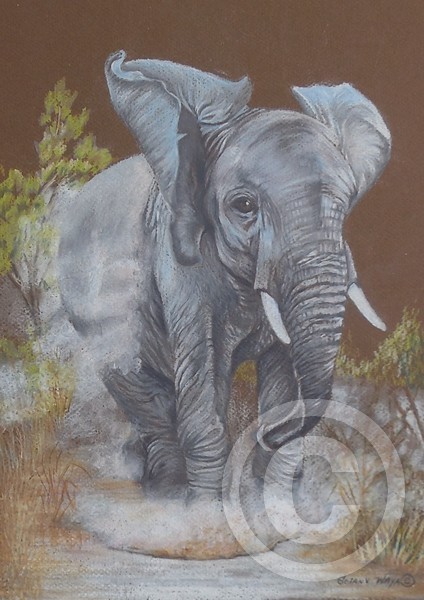 African Elephant