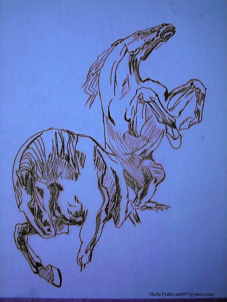 Bucking Broncos