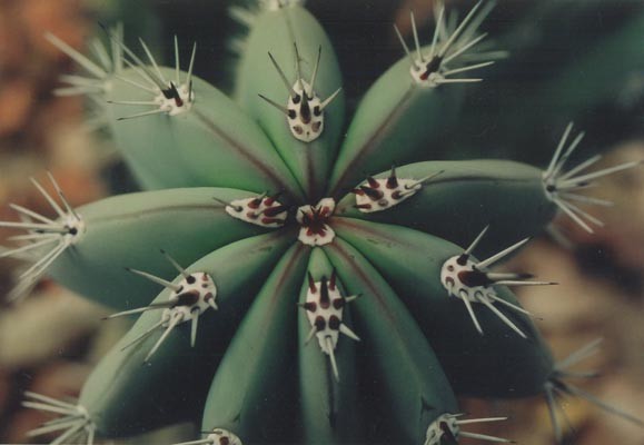 Cactus I