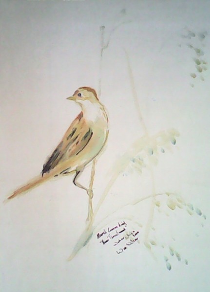 marsh bird