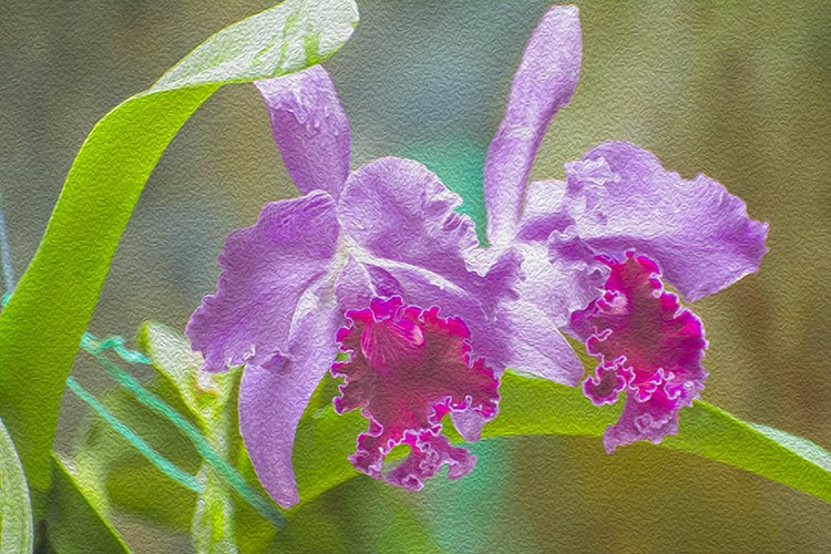 Magenta Red Orchid Oil
