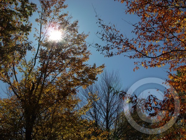 Sun Shines Thru