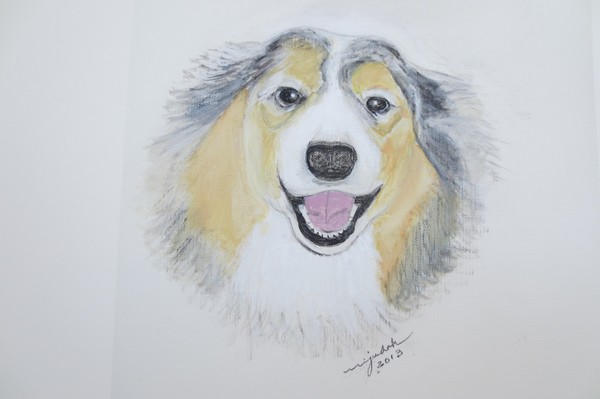 Sydney  Australian Sheperd Mix