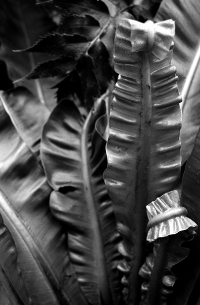 Fern