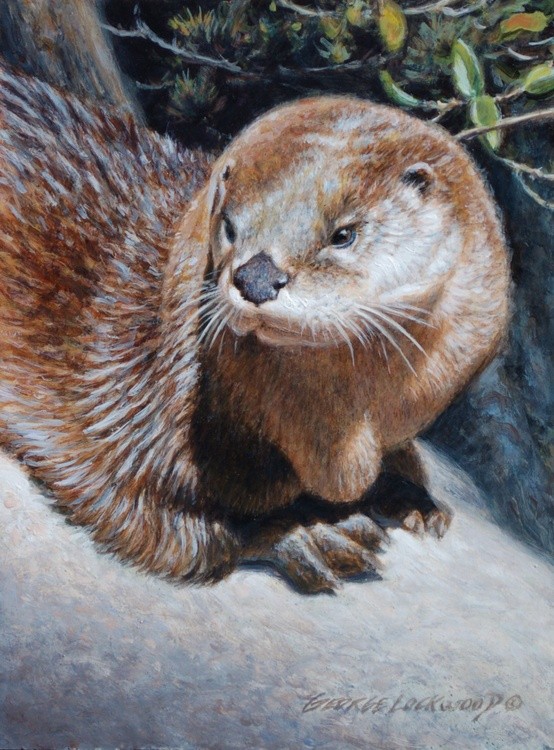 River Otter Study