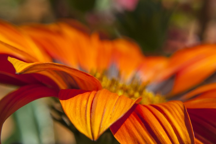 Stunning Orange Flower Study 1