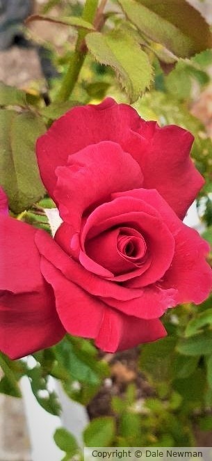 Red Rose of Clarksville (2)
