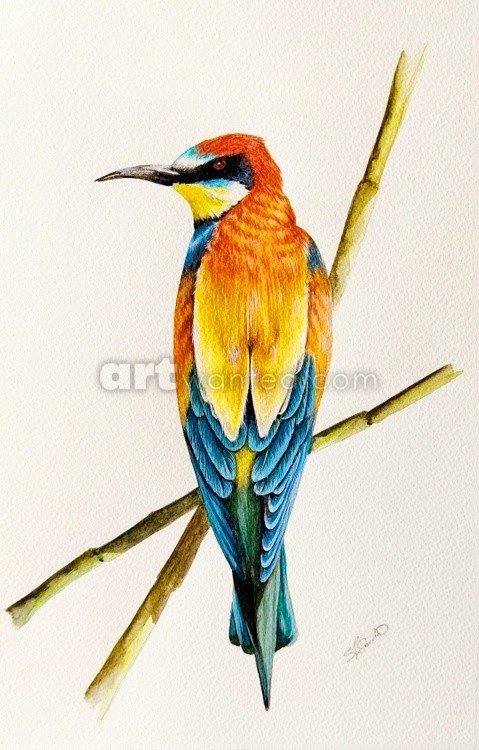 The European Bee Eater