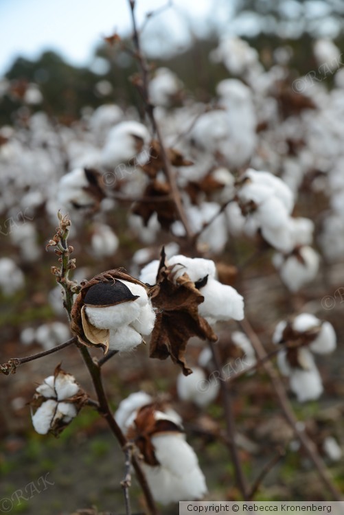 Cotton