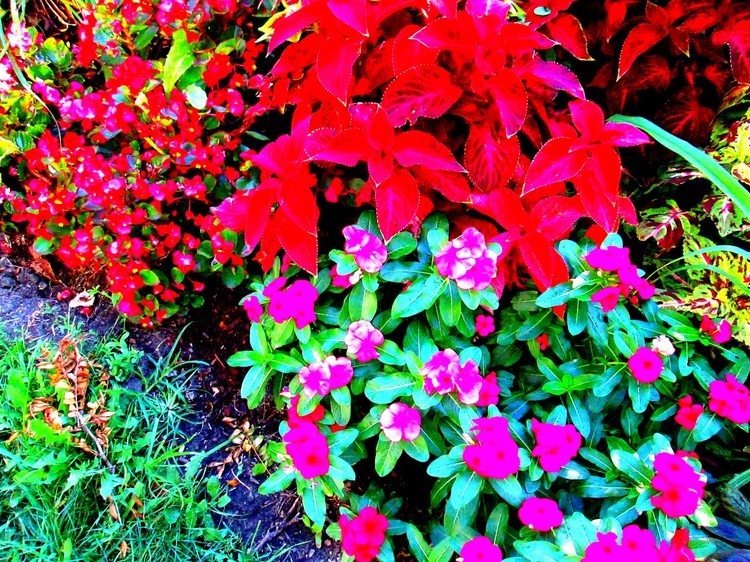 Beautiful Flowers in a Garden in Lincoln Park