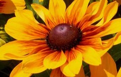 Yellow Delight 4
