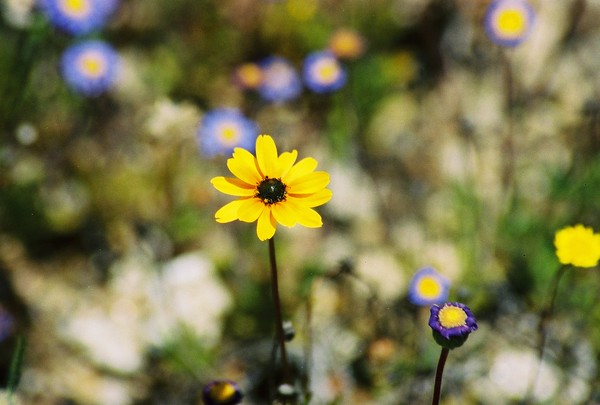 FLOWERS