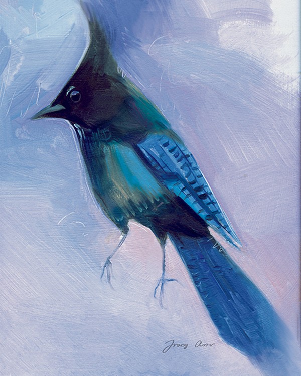 Steller's Jay