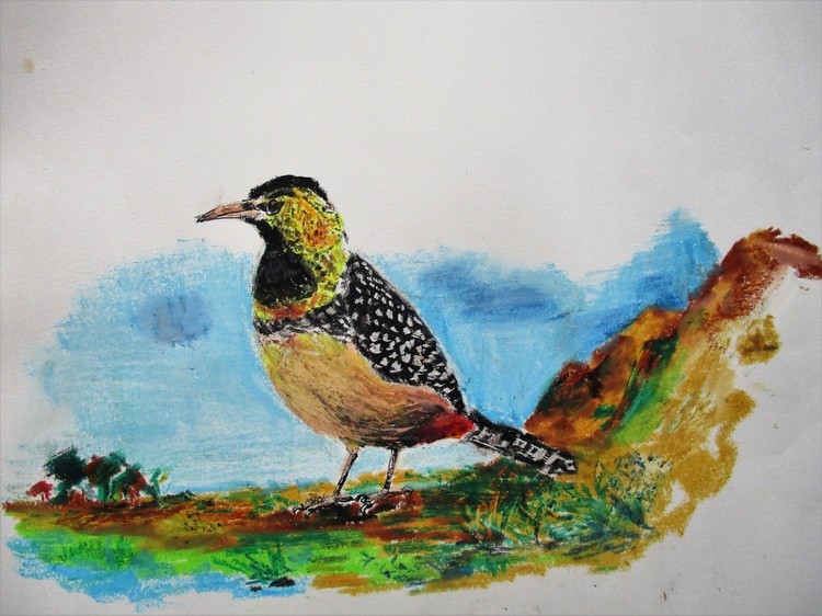 dArnauds Barbet