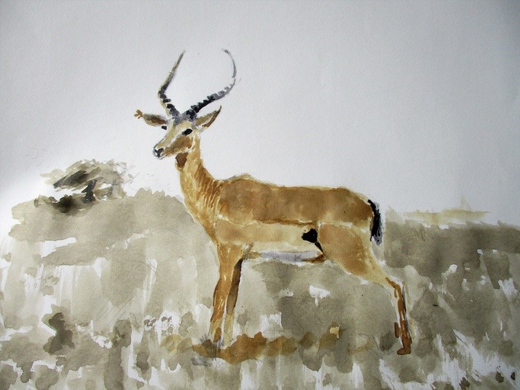 Impala