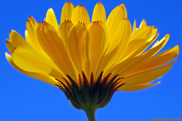 Flower Blue