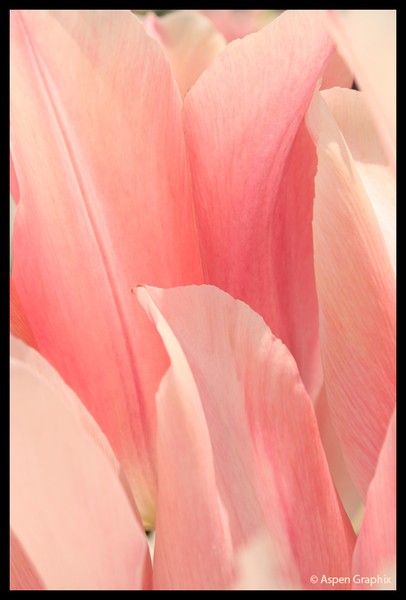 Pink Surf