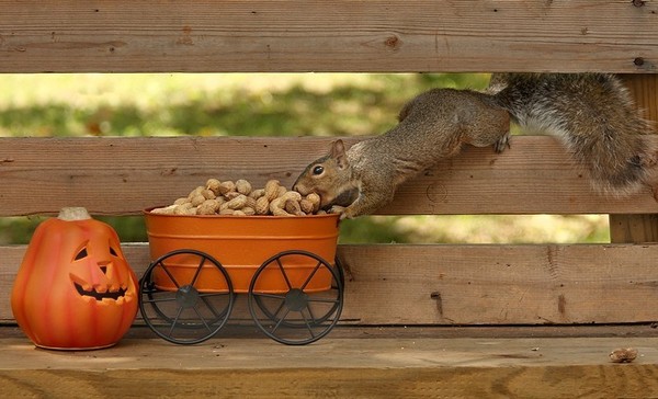 Autumn Squirrel 2