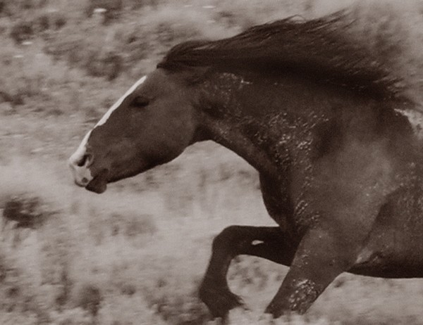 The Chase is On