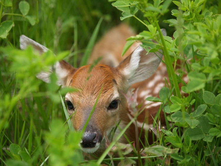 Run Away Fawn