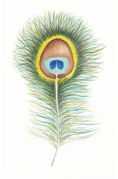 peacock feather