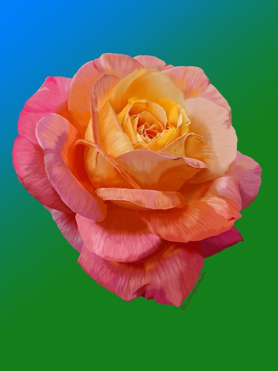 Sunset Rose