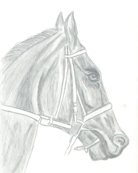 Racing horse