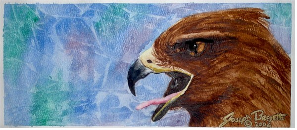 redtail watercolor