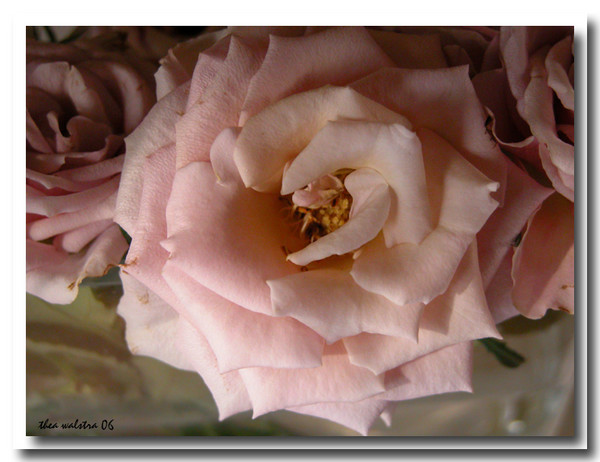 A pink dream