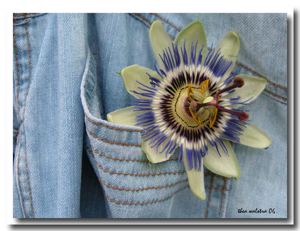 Passion in my pocket