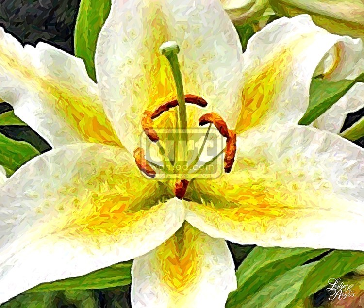 White Lily