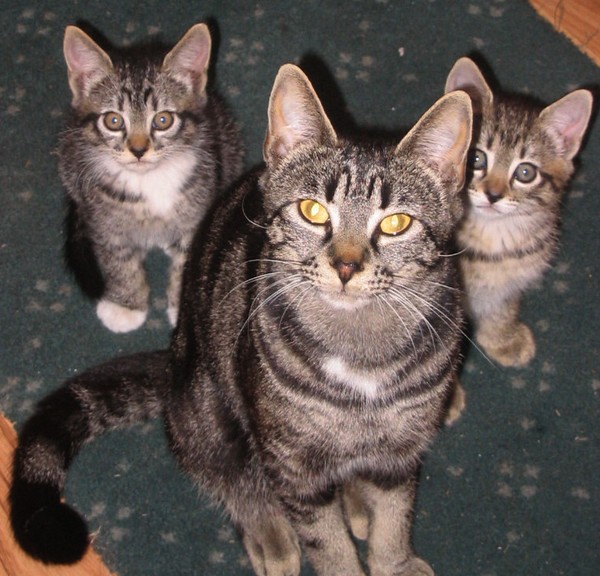 Miss Kitty And The Girls