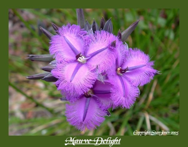 Mauve Delight 