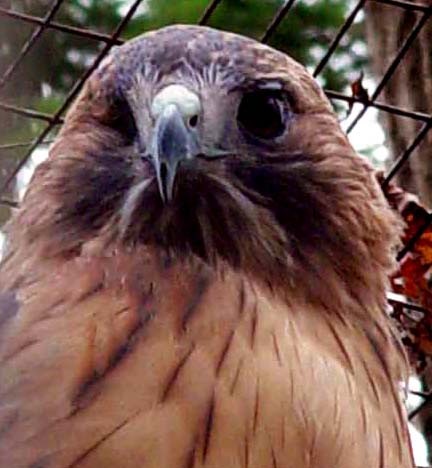 Red Hawk